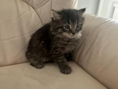 Jasper - Domestic - Gallery Photo #1