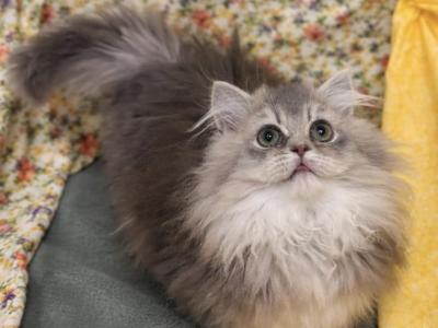 Patch - Munchkin - Gallery Photo #1