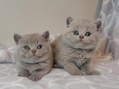 Leo&Luna - British Shorthair - Gallery Photo #1
