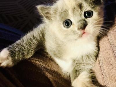 Mini - Ragdoll - Gallery Photo #1