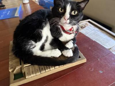 Amy - Domestic - Gallery Photo #1