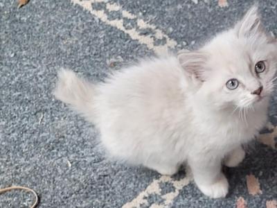 Bonnie - Ragdoll - Gallery Photo #1