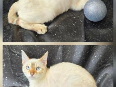 Clark - Bengal - Gallery Photo #1