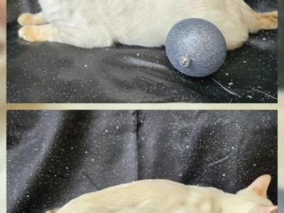 Lewis - Bengal - Gallery Photo #1