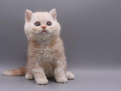 Romeo - Selkirk Rex - Gallery Photo #1
