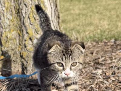 Rosie - Scottish Fold - Gallery Photo #1