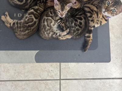 Ascano Cattery - Bengal - Gallery Photo #1