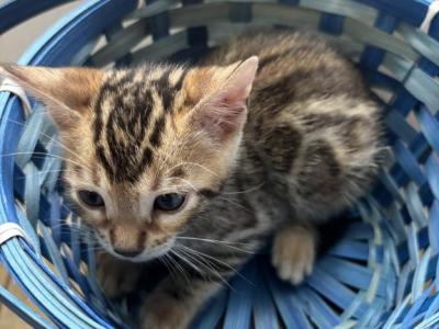 Ascano Cattery - Bengal - Gallery Photo #1