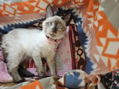 Siamese F Seal Point - Siamese - Gallery Photo #1