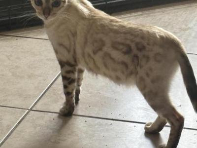 Snow - Bengal - Gallery Photo #1