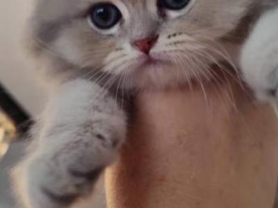 Purebred British Longhair Kittens - British Shorthair - Gallery Photo #1