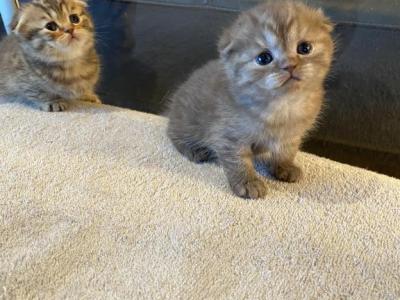 Scottish Fold Kittens - Scottish Fold - Gallery Photo #1