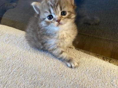Fluffy Scottish Kitten - Scottish Straight - Gallery Photo #1