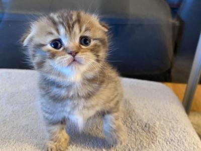 Orange Tabby Scottish Fold Female Kitten - Scottish Fold - Gallery Photo #1
