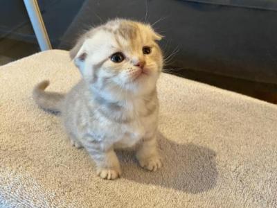 White Tabby Scottish Fold Kitten - Scottish Fold - Gallery Photo #1