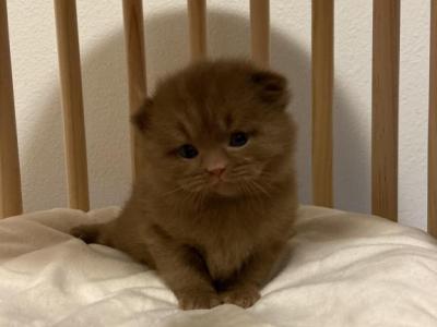 Milo Cinnamon British Kitten - British Shorthair - Gallery Photo #1