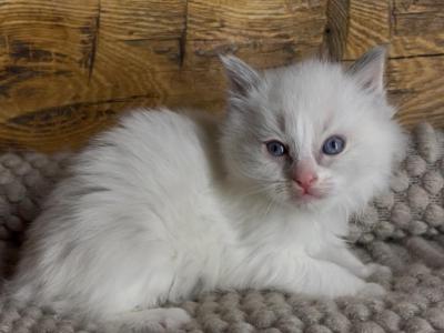 Willow - Ragdoll - Gallery Photo #1
