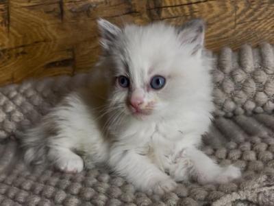 Dove - Ragdoll - Gallery Photo #1