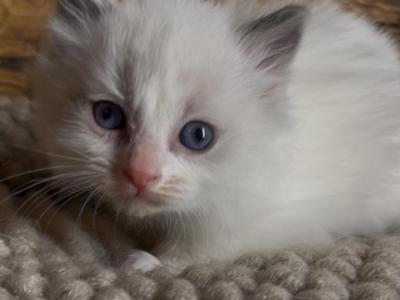 Theo - Ragdoll - Gallery Photo #1