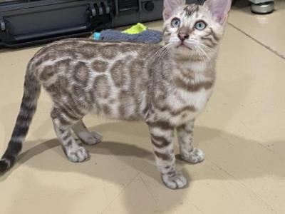 Lots Of Spotz - Bengal - Gallery Photo #1