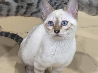 Available Beautiful Spots - Bengal - Gallery Photo #1