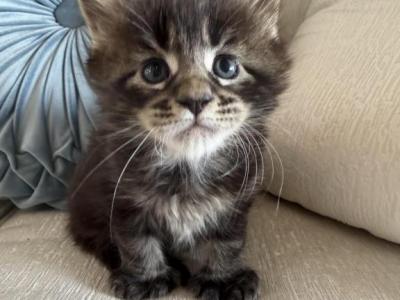 Maine Coon Kittens Sarasota - Maine Coon - Gallery Photo #1