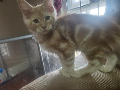 Phoenix - Maine Coon - Gallery Photo #1