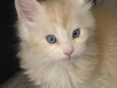 Klause - Maine Coon - Gallery Photo #1