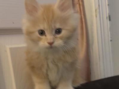 Elija - Maine Coon - Gallery Photo #1
