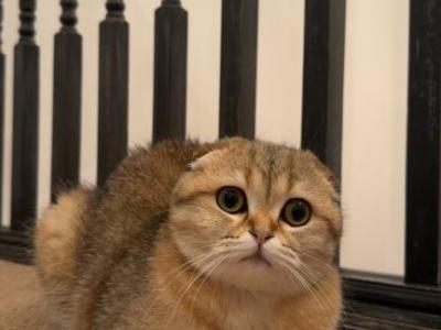Milky - Scottish Fold - Gallery Photo #1
