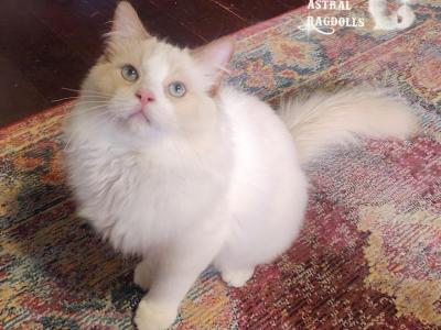 Caspian - Ragdoll - Gallery Photo #1