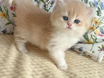 Honeybum - British Shorthair - Gallery Photo #1