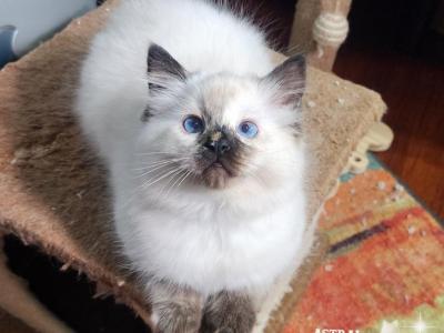 Marielle - Ragdoll - Gallery Photo #1