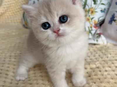 Hazy - British Shorthair - Gallery Photo #1