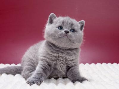 Magnus - British Shorthair - Gallery Photo #1