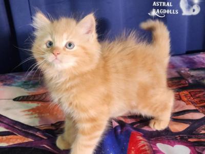 Ember - Ragdoll - Gallery Photo #1