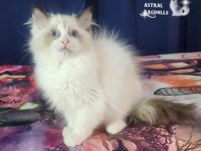 Saffire - Ragdoll - Gallery Photo #1