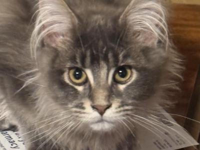 Chathams Babies - Maine Coon - Gallery Photo #1