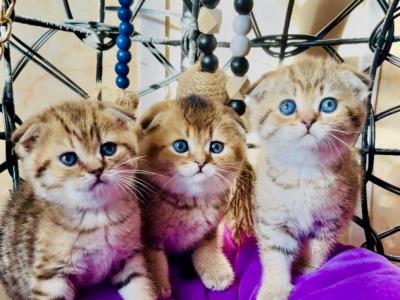Scottish Folds - Scottish Fold - Gallery Photo #1