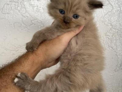 Fluffy - Ragdoll - Gallery Photo #1