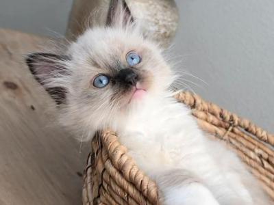 Chloe's Litter - Ragdoll - Gallery Photo #1