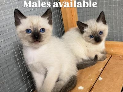 Maddie - Siamese - Gallery Photo #1