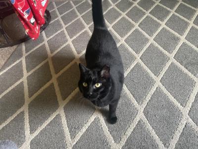 Nala & Storm - Domestic - Gallery Photo #1