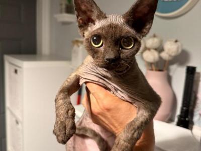 Devon Rex Black Male - Devon Rex - Gallery Photo #1