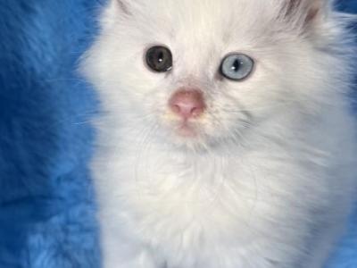 Ziggy - Maine Coon - Gallery Photo #1