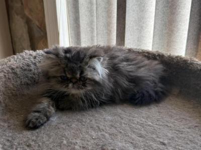 Daisy Mae - Persian - Gallery Photo #1