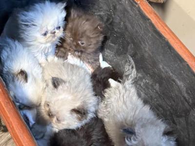 Himmy Love - Himalayan - Gallery Photo #1