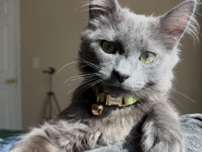 Forest - Domestic - Gallery Photo #1