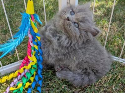 British Kittens - Scottish Straight - Gallery Photo #1