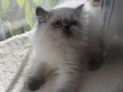 Zander - Himalayan - Gallery Photo #1